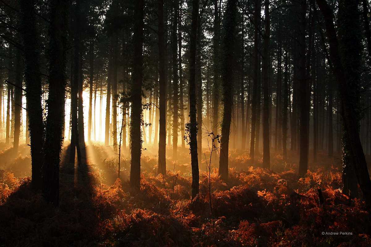 Forest-Light.jpg