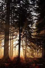 New-Forrest-light2_f2_IMG_0017