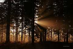 New-Forrest-light_f1_IMG_0016