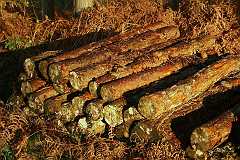 New-Forrest1_f1_IMG_0036